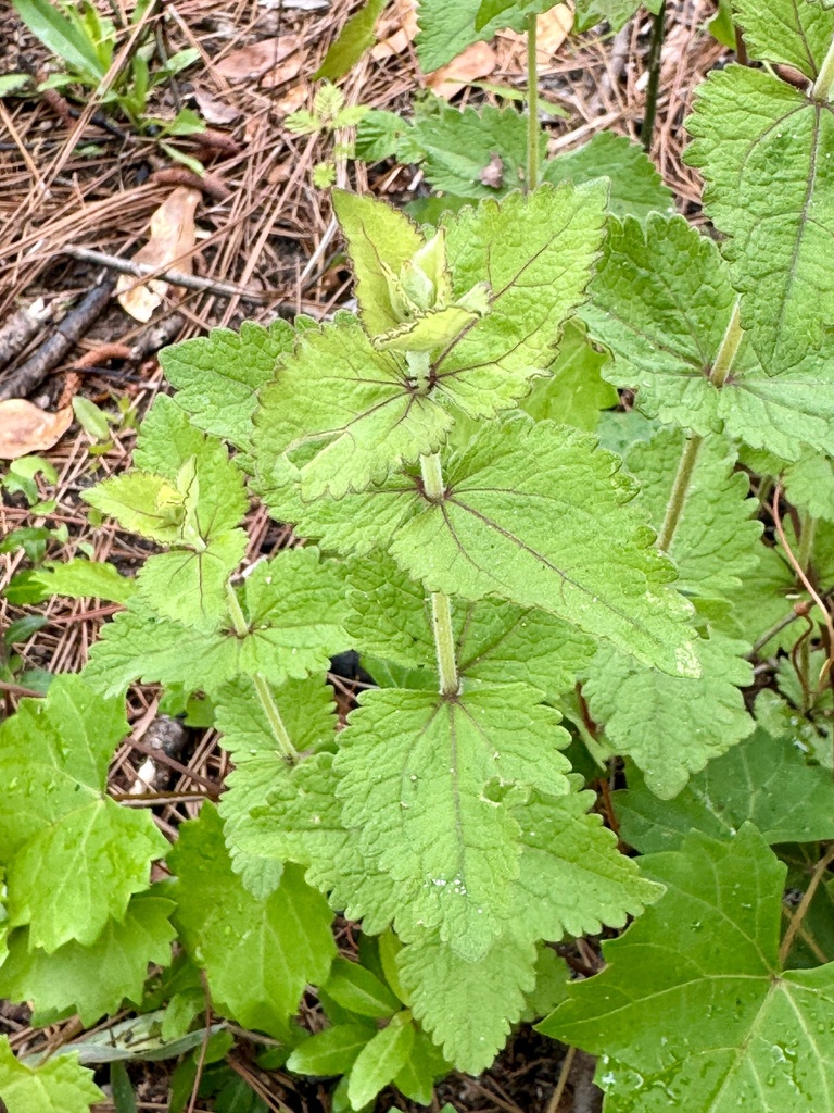 Eupatorium rotundifolium
