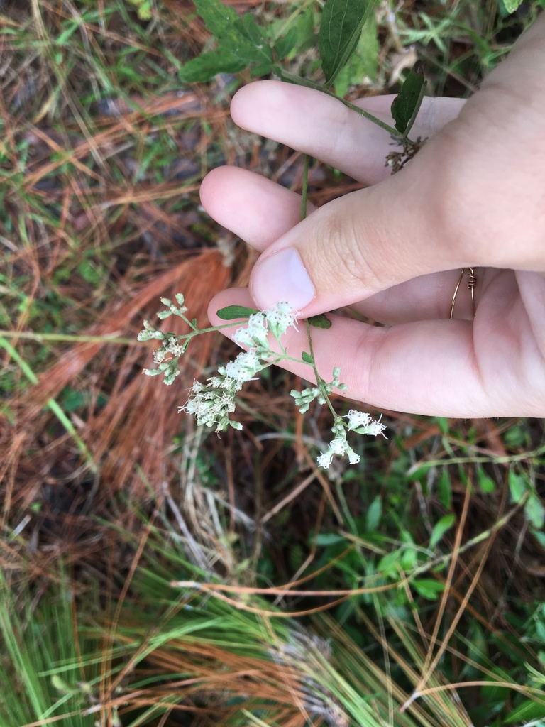 Eupatorium semiserratum