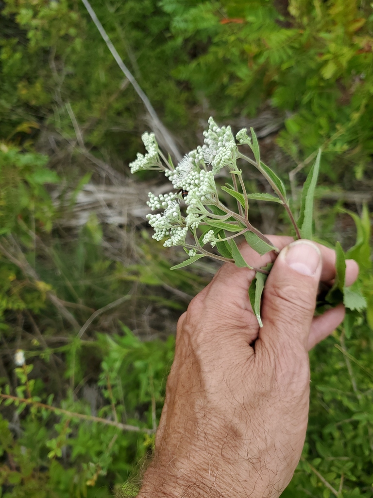 Eupatorium serotinum