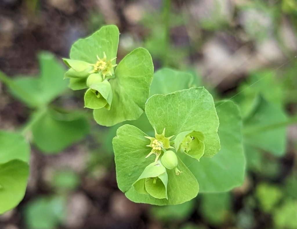 Euphorbia commutata