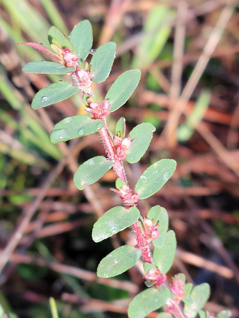 Euphorbia conferta