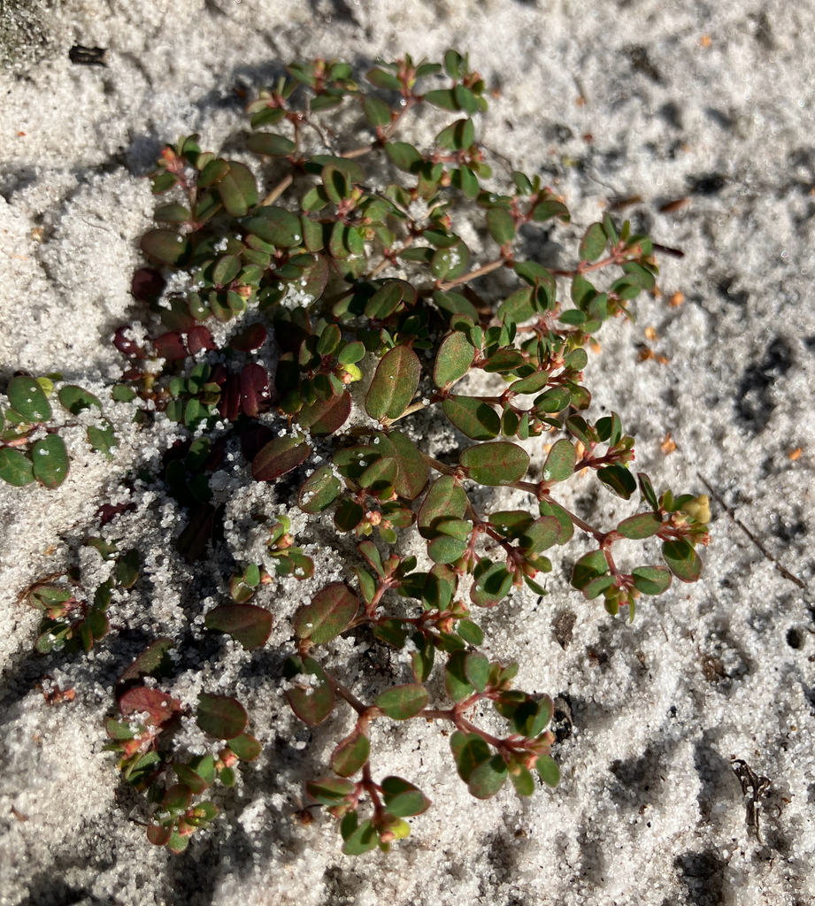 Euphorbia cordifolia