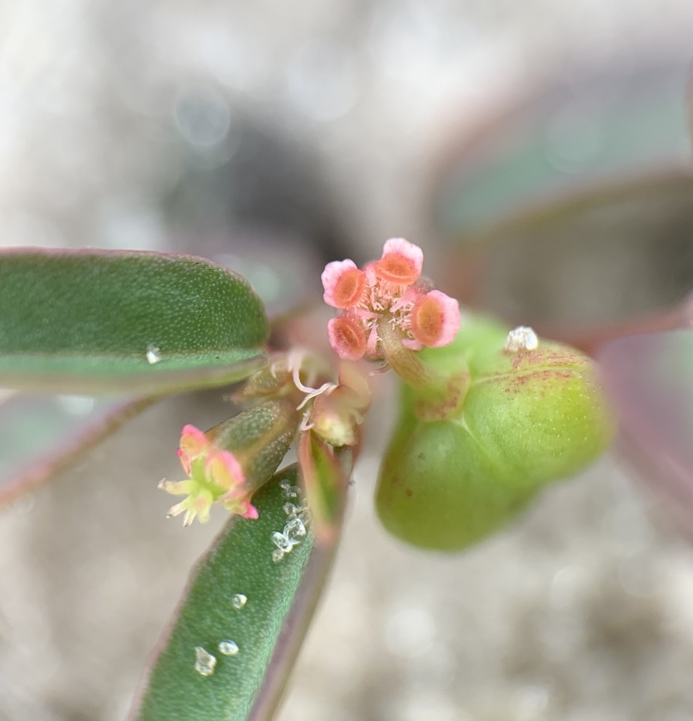 Euphorbia cumulicola