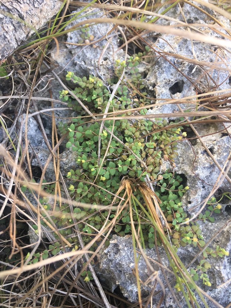 Euphorbia deltoidea subsp. deltoidea
