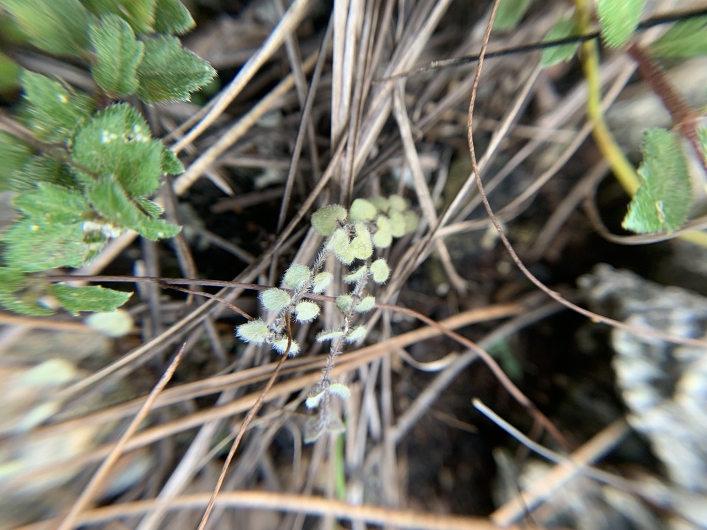 Euphorbia deltoidea subsp. pinetorum