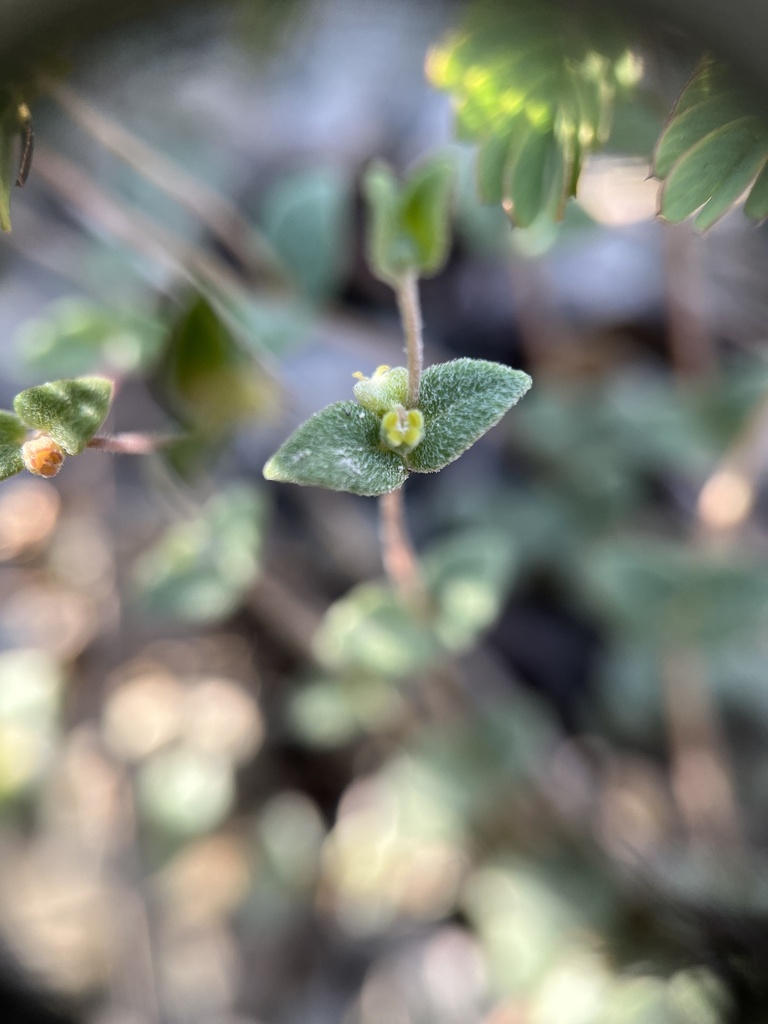 Euphorbia deltoidea subsp. serpyllum
