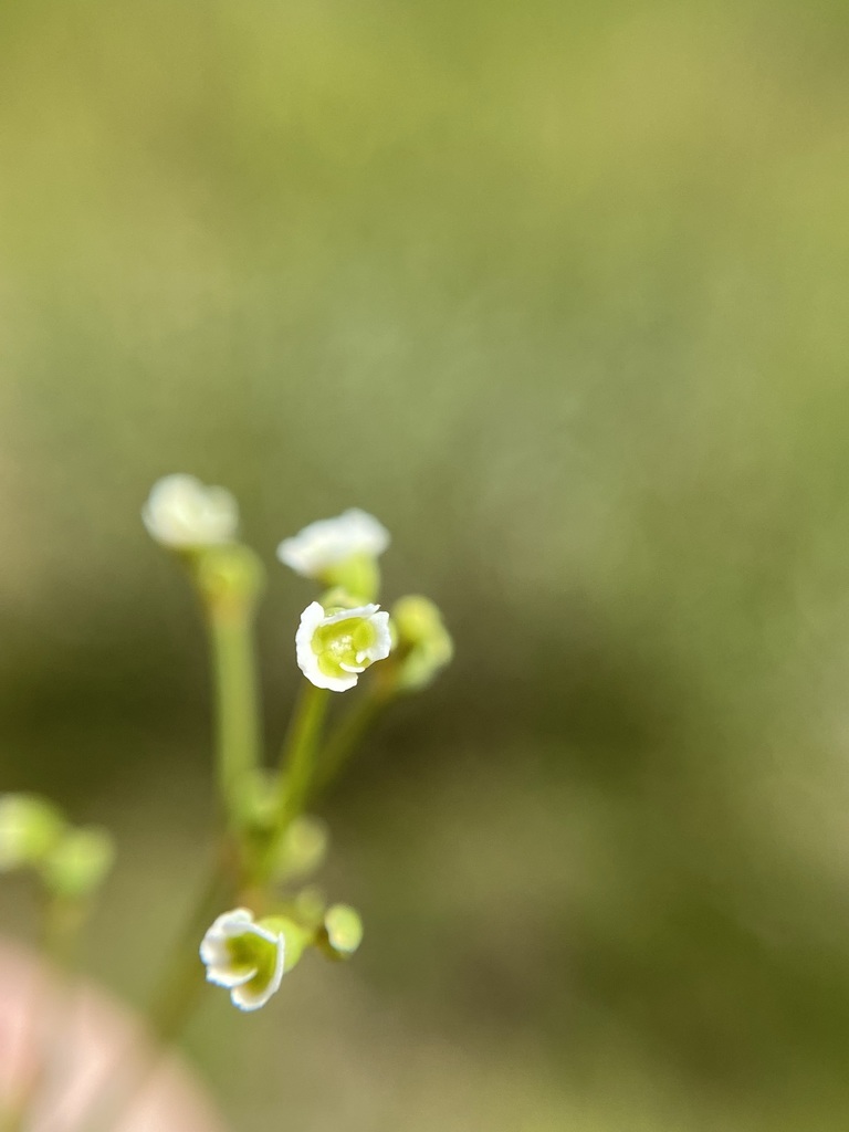 Euphorbia discoidalis