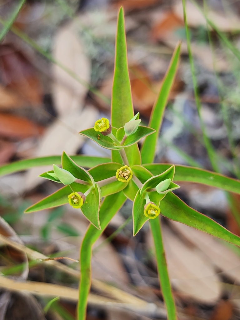 Euphorbia floridana