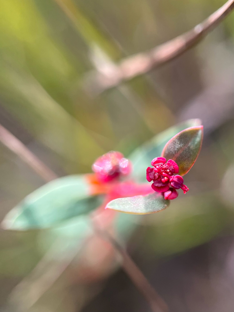 Euphorbia hammeri