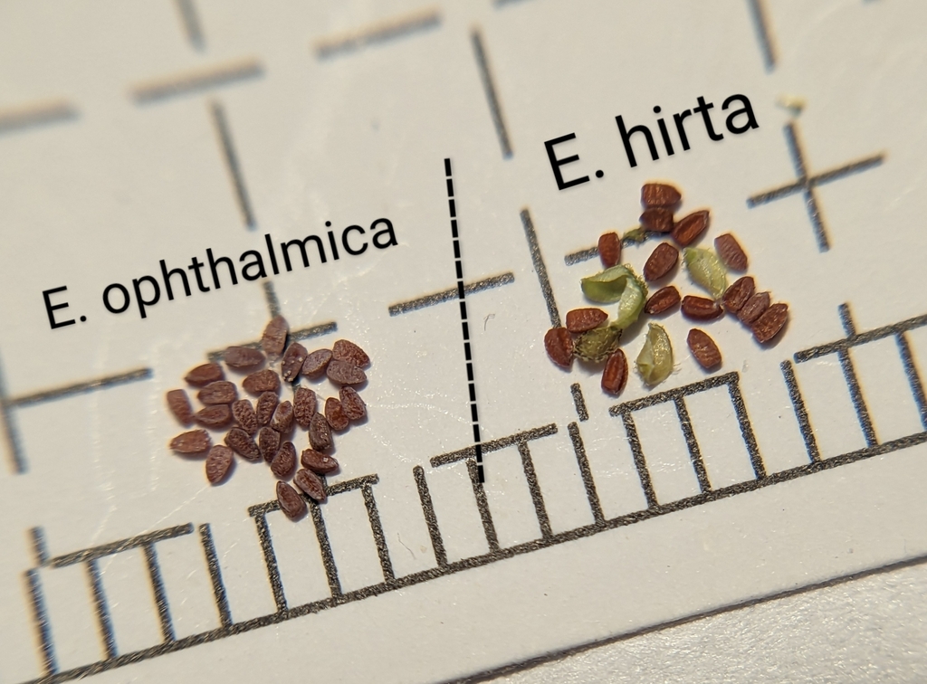 Euphorbia hirta