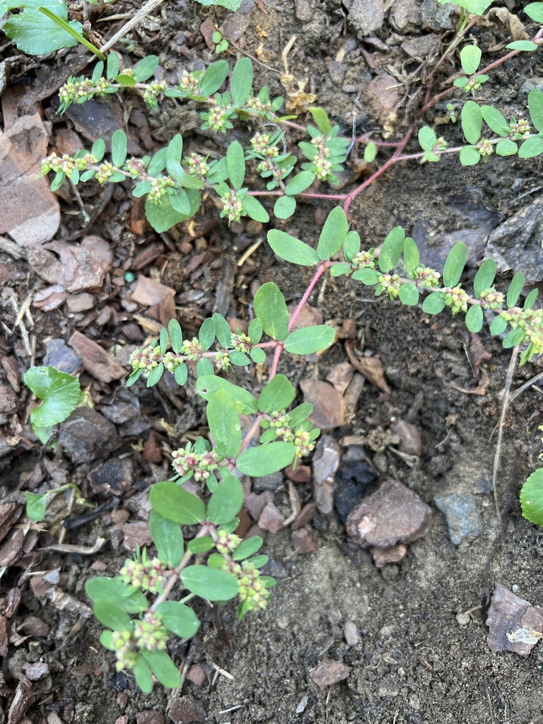 Euphorbia humistrata