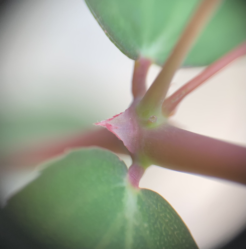 Euphorbia hypericifolia