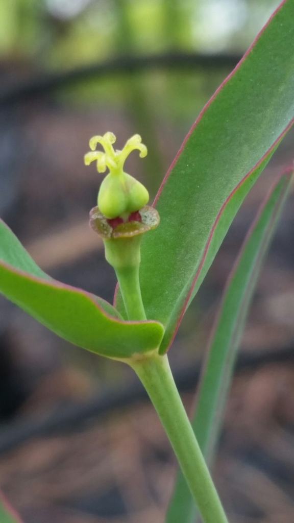 Euphorbia inundata var. garrettii