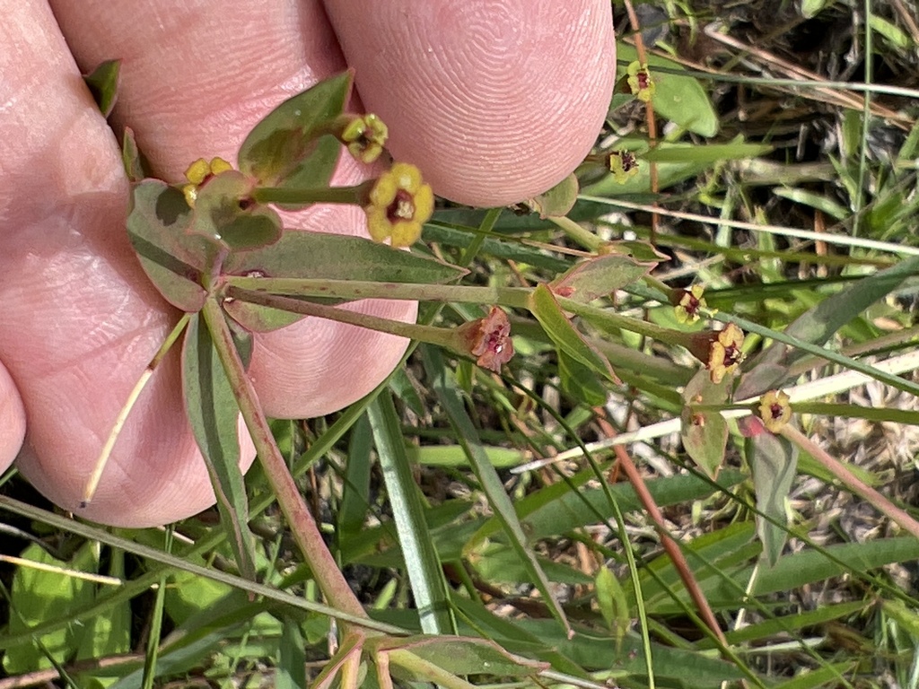 Euphorbia inundata var. inundata