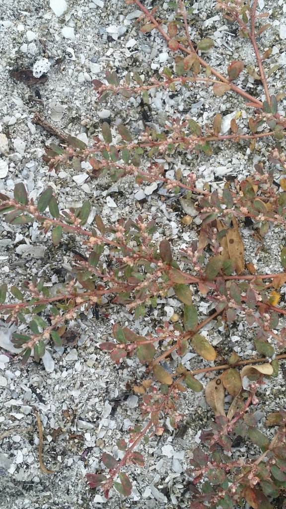 Euphorbia maculata