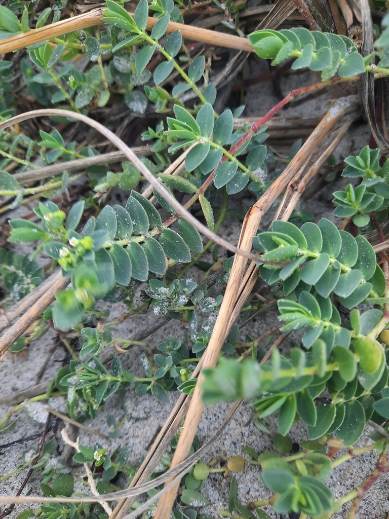 Euphorbia mesembrianthemifolia