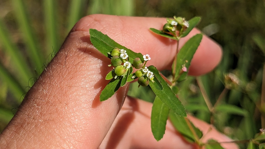 Euphorbia nutans