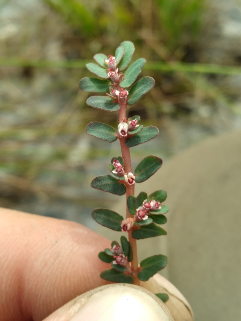 Euphorbia pergamena