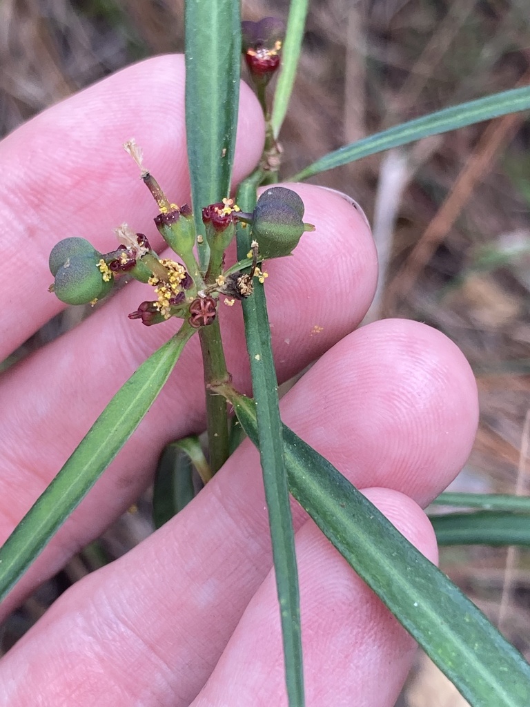 Euphorbia pinetorum