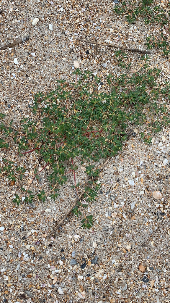 Euphorbia polygonifolia