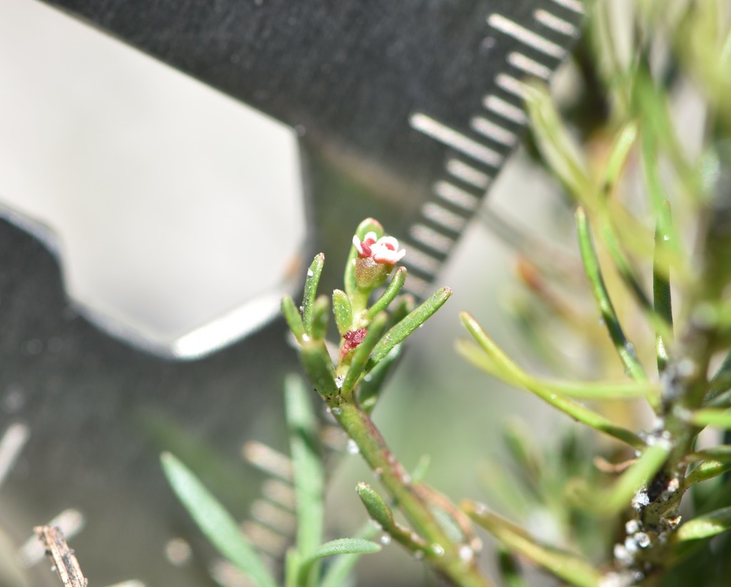 Euphorbia polyphylla
