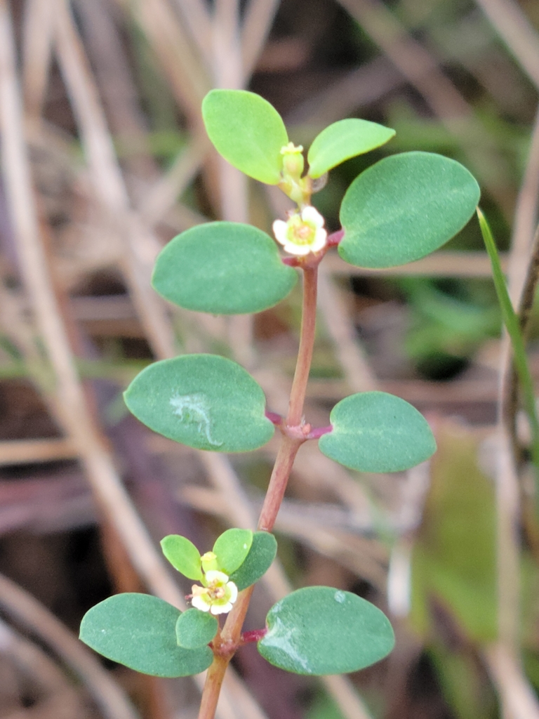 Euphorbia porteriana