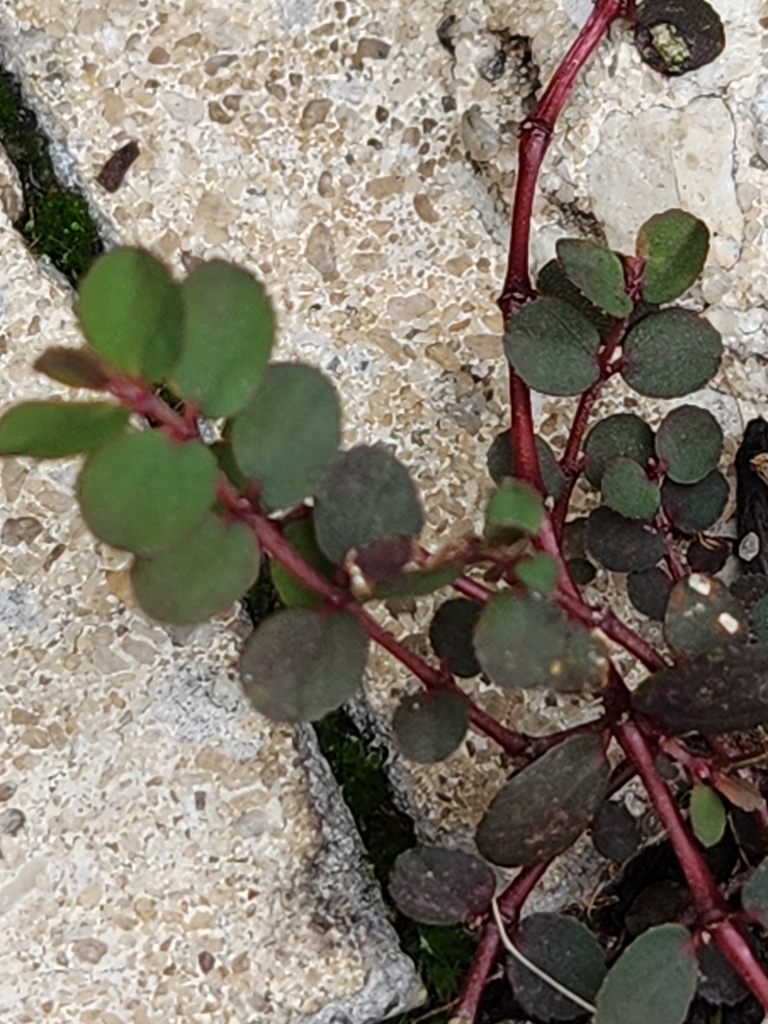 Euphorbia prostrata