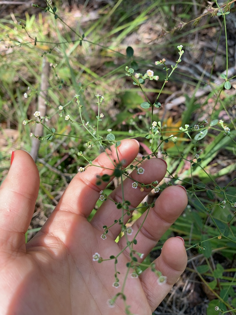Euphorbia pubentissima