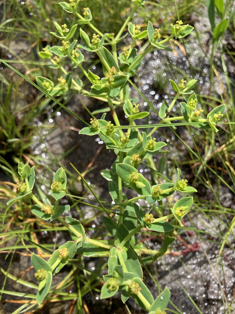 Euphorbia rosescens