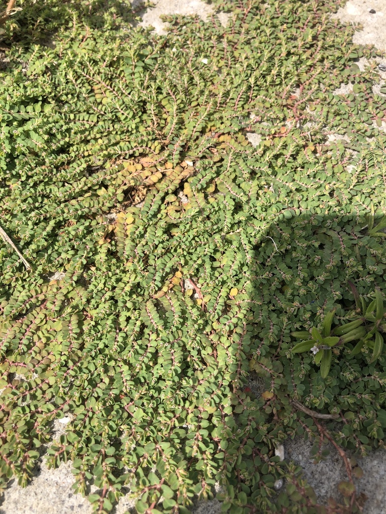 Euphorbia serpens