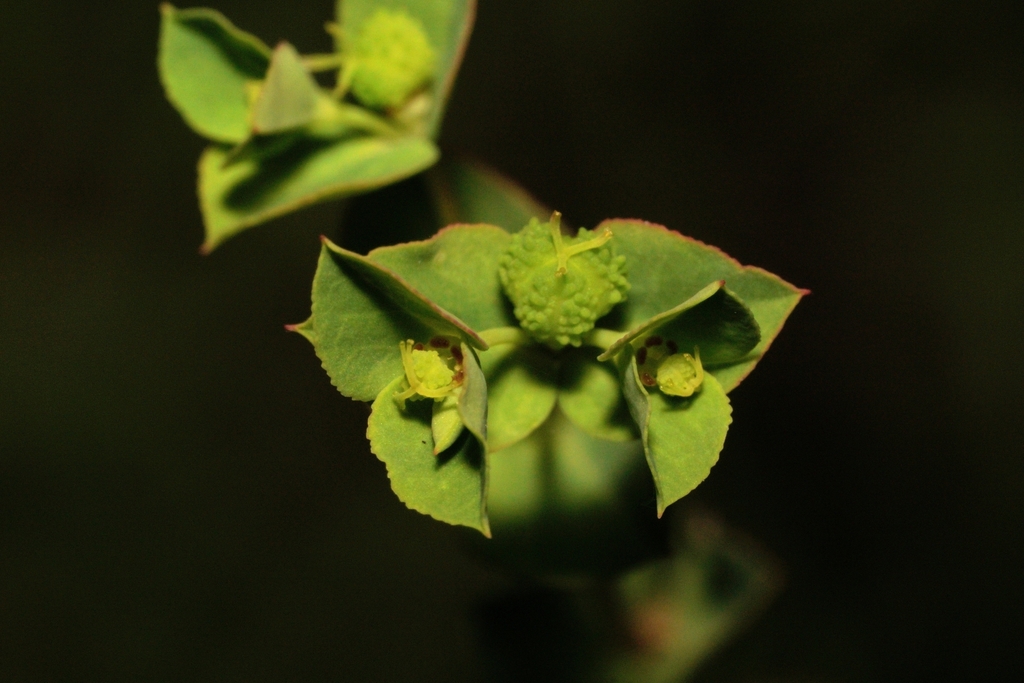 Euphorbia spathulata