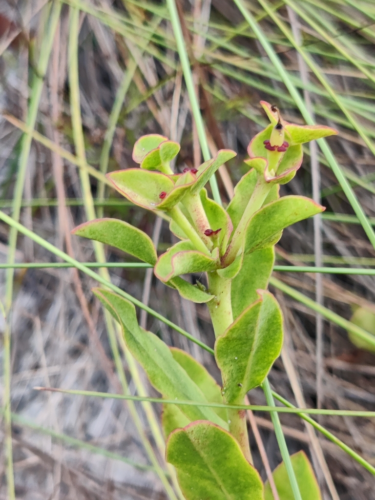 Euphorbia telephioides