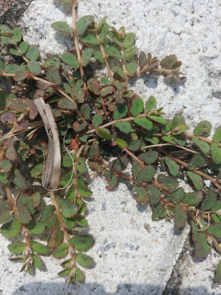 Euphorbia thymifolia