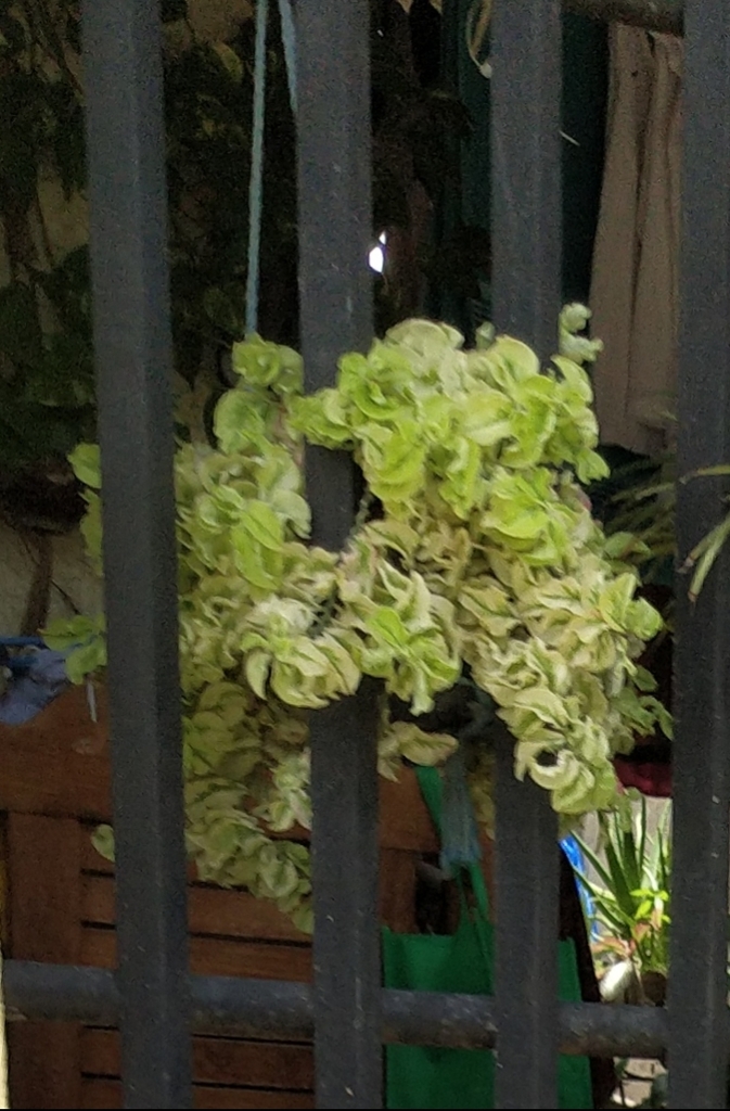 Euphorbia tithymaloides subsp. smallii