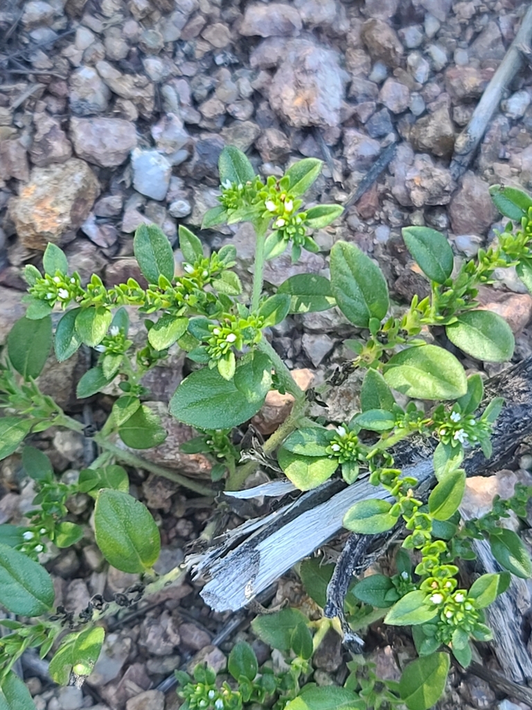 Euploca fruticosa