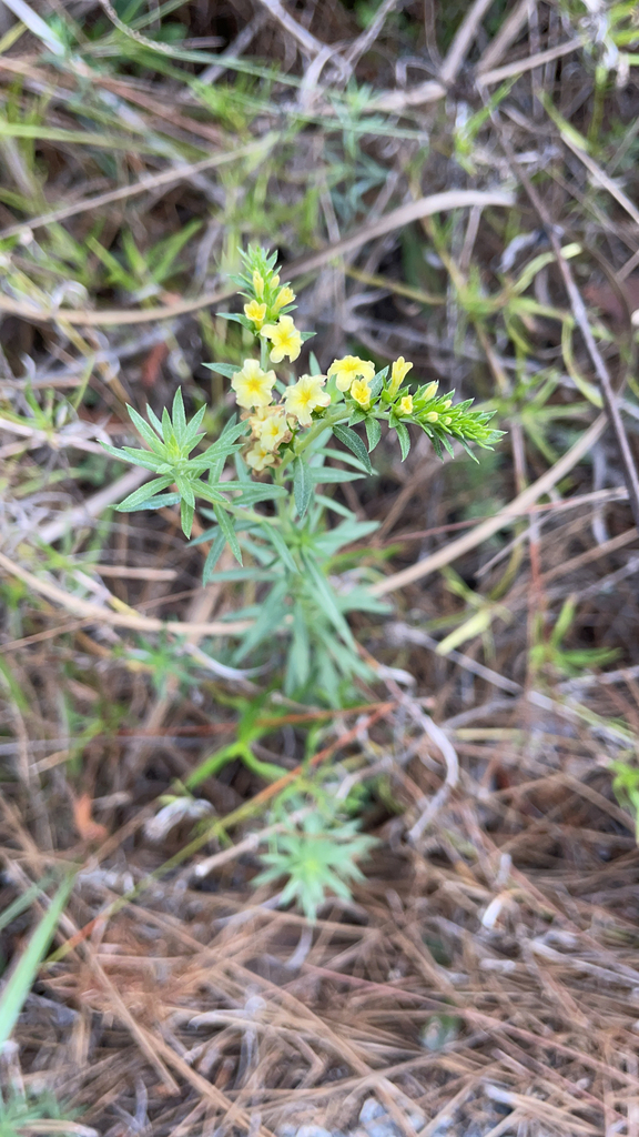 Euploca polyphylla