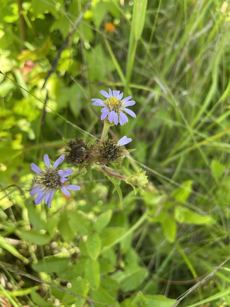 Eurybia paludosa