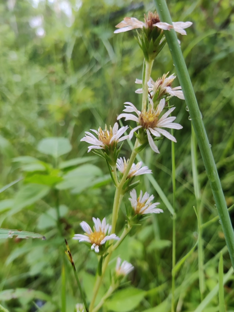 Eurybia spinulosa