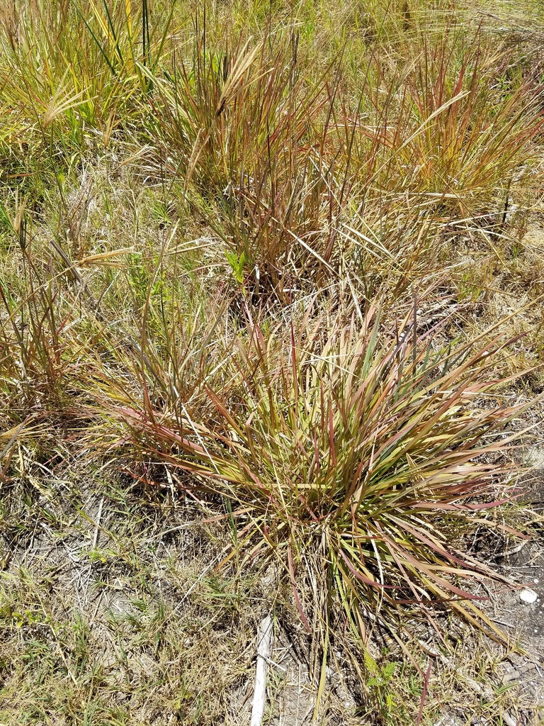 Eustachys glauca