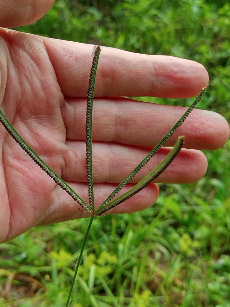 Eustachys neglecta