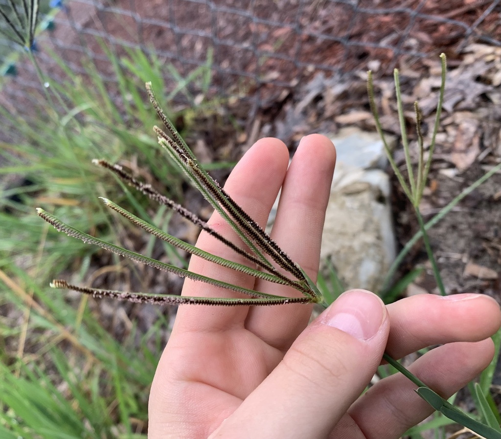 Eustachys petraea