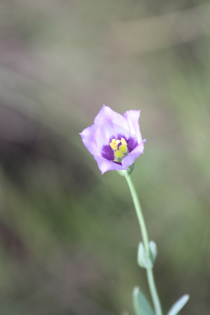 Eustoma exaltatum