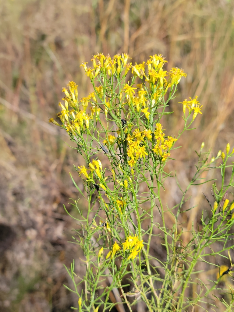 Euthamia caroliniana