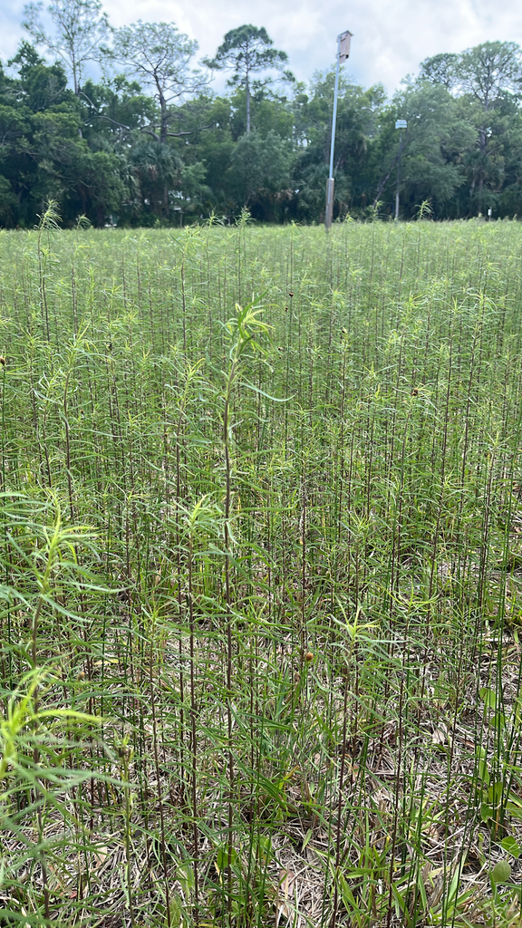 Euthamia graminifolia