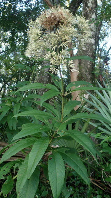 Eutrochium fistulosum