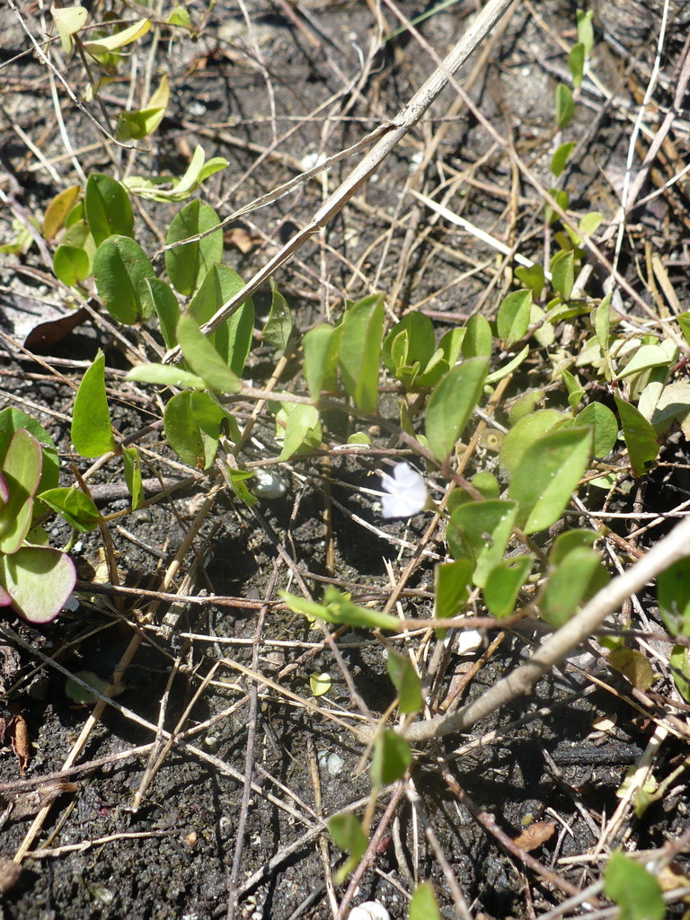 Evolvulus convolvuloides