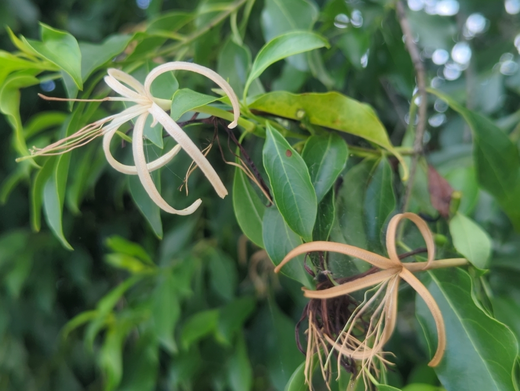 Exostema caribaeum