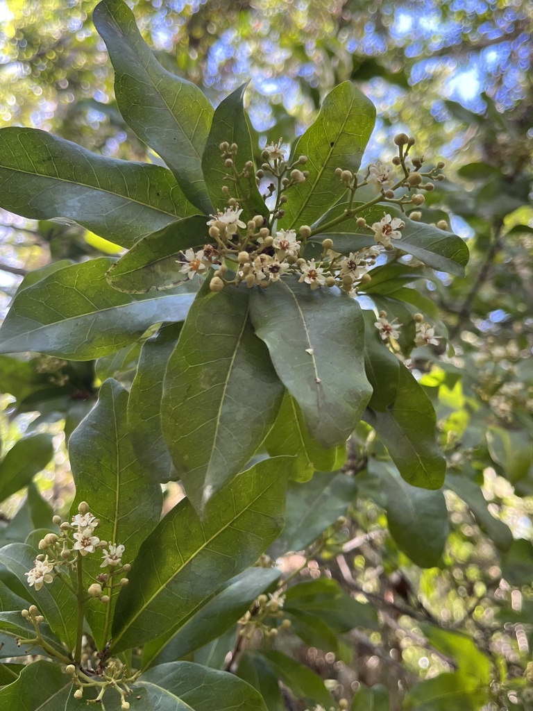 Exothea paniculata