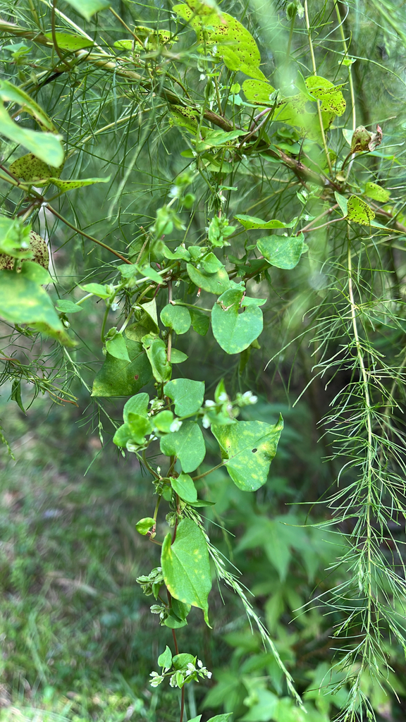 Fallopia scandens