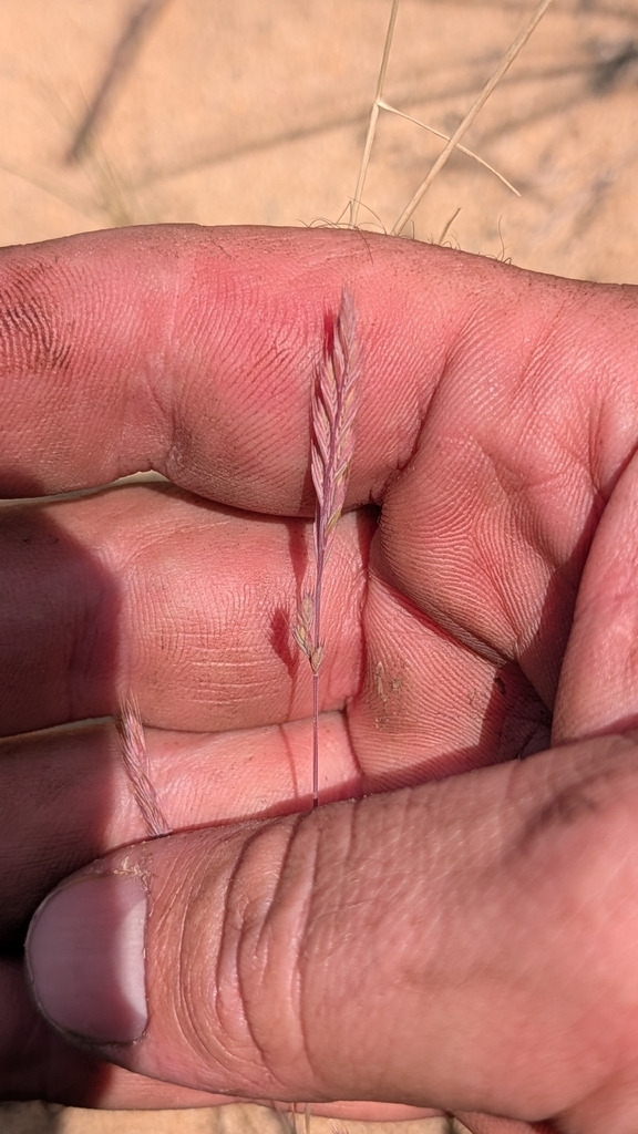 Festuca octoflora